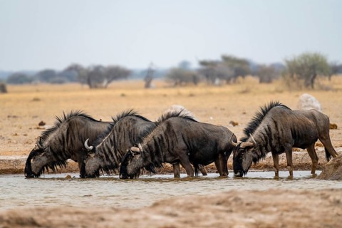 Blue wildebeest (Connochaetes taurinus), four wildebeest drinking at a waterhole, Nxai Pan National