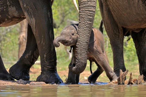 African elephant (Loxodonta africana), young animal, with mother, baby elephant, calf, at the