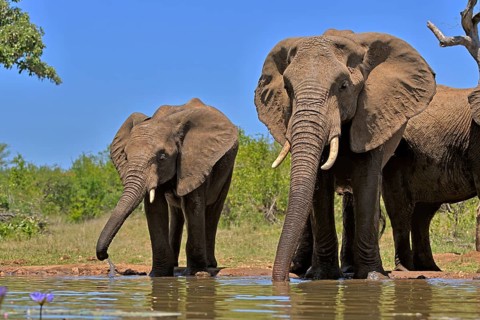African elephant (Loxodonta africana), adult, female, mother, half-grown young, mother with