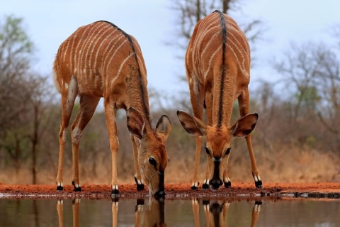 Nyala (Tragelaphus angasii), adult, female, two females, drinking, at the water, Kruger National