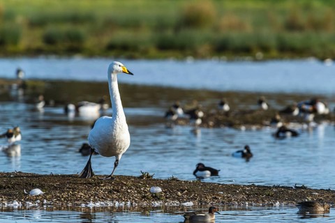 Tundra Swan, Bewick's Swan, Cygnus columbianus in flight at winter in Slimbridge, England, United