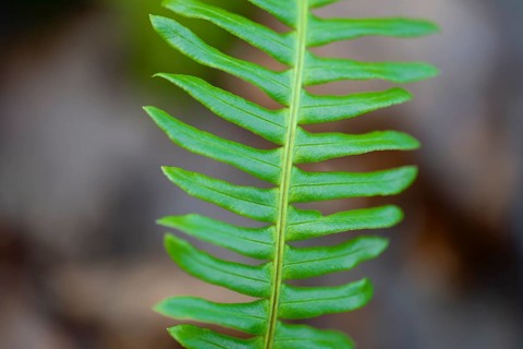 Ribbed fern (Blechnum spicant) Detail of fern frond, Lower Saxony, Germany, Europe