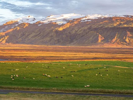 Grazing sheep, warm light at sunset, view over meadows to glacier Eyjafjallajökull, Fljotsdalur