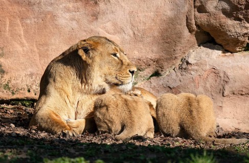 Asiatic Lion (Panthera leo persica), female, mother lying on the ground and suckling her two cubs,