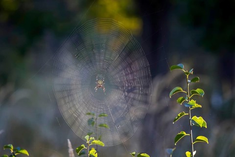Cross spider (Araneus), garden cross spider (Araneus diadematus) wheel web, garden cross spider,