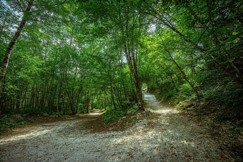 Path divided into branches in a green forest with sunlight shining through the leaves