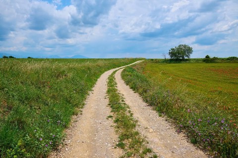 A country lane leads through flowering meadows under a sky with clouds, Valensole,