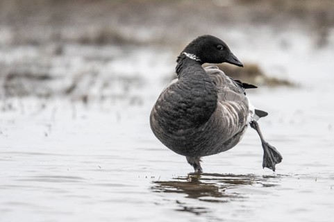Brent goose (Branta bernicla), Amrum, Schleswig-Holstein, Germany, Europe