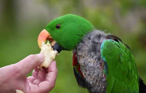 Noble parrot, (Eclectus) in moult, Vogelpark Marlow, Mecklenburg-Vorpommern, Germany, Europe