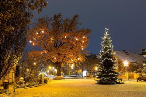 Christmas tree and oak tree on Wettinplatz with Herrnhut stars, Sternenbaum, Coswig, Saxony,