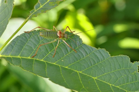 Steppe saddle grasshopper, steppe saddle grasshopper (Ephippiger ephippiger), long-fingered