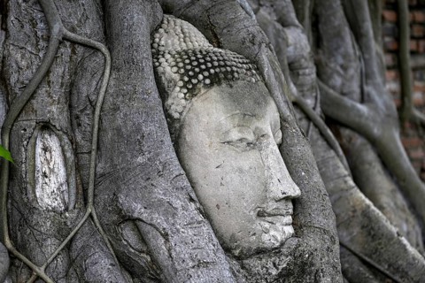 Sandstone Buddha head at the foot of a Bodhi tree in Wat Mahathat, Temple of the Great and Holy
