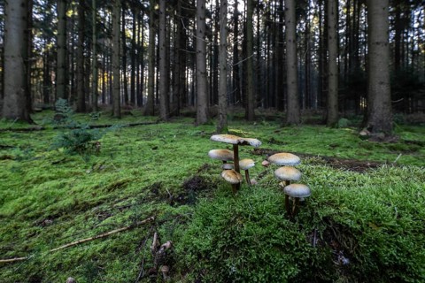 Sulphur tuft (Hypholoma fasciculare) in spruce forest, Emsland, Lower Saxony, Germany, Europe