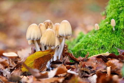 Mica tintling (Coprinellus micaceus), Germany, Europe