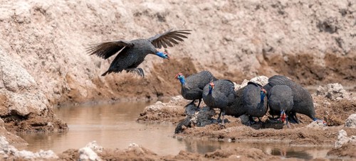 Helmeted guinea fowl (Numida meleagris), group at the waterhole, guinea fowl in flight, Nxai Pan