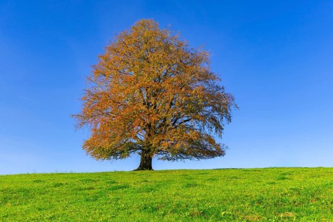 A majestic tree with autumnal foliage stands on a spacious meadow under a blue sky, copper beech