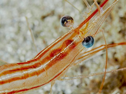 Close-up of a striped red-brown shrimp with striking eyes and fine details, unicorn shrimp