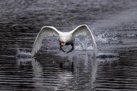Flying swan just above water with energetic wing beat, Mute Swan, (cygnus olor), wildlife, Germany,