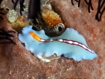 Turquoise-coloured racing stripe whirlpool worm (Pseudoceros bifurcus) with orange stripes on