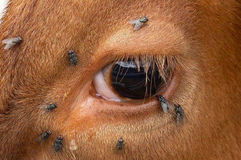 Domestic cattle or cow (Bos taurus) adult farm animal close up of its eye with flies around it,