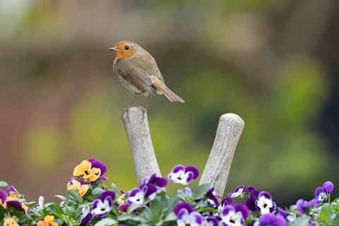 European robin (Erithacus rubecula) adult bird on a shears handle in garden plant pot with pansy