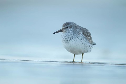 Red knot (Calidris canutus) adult wading bird in winter plumage on a coast shoreline, England,