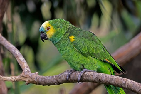 Yellow-headed Amazon (Amazona oratrix), adult, on wait, on tree, Central America, Central America