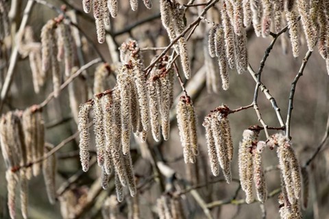 Male flowering aspen (Populus tremula), Palatinate, Rhineland-Palatinate, Germany, Europe