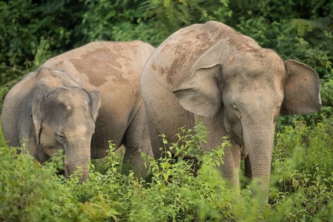 Indian elephants (Elephas maximus indicus), Khiri Khan, Hua Hin, Kui Buri National Park, Thailand,