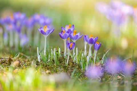 Flowering crocuses (Crocus) in the garden in springtime on a sunny day, Bavaria, Germany, Europe
