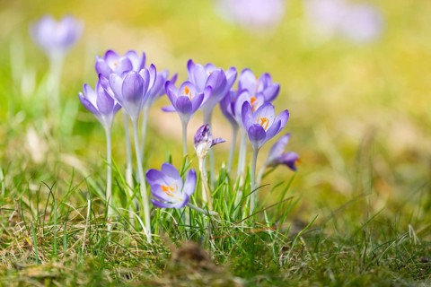 Flowering crocuses (Crocus) in the garden in springtime on a sunny day, Bavaria, Germany, Europe