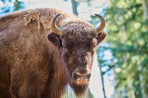 European bison (Bison bonasus) portrait in a forest in spring, Bavarian Forest, Germany, Europe