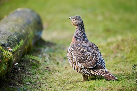 Western capercaillie (Tetrao urogallus) female (hen) standing on the ground at the edge of a foest,