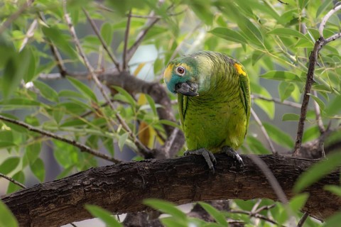 Free-living blue-fronted amazon (Amazona aestiva) in a public park in Buenos Aires, Argentina,