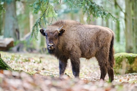 European bison (Bison bonasus) youngster in a forest in spring, Bavarian Forest, Germany, Europe