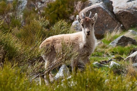 A young ibex stands in a mountainous landscape surrounded by rocks and greenery, Gredos ibex (Capra