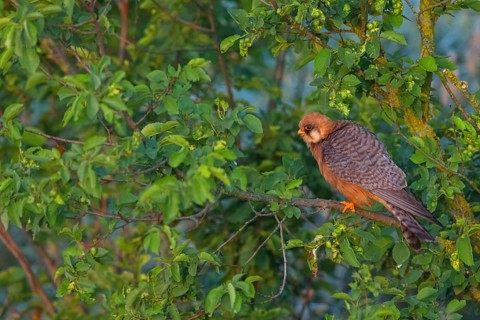 Red-footed Falcon, (Falco vespertinu), perching station, falcon family, Tower Hide, Tiszaalpár,