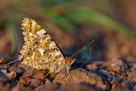 Thistle butterfly, (Vanessa cardu), Syn. Cynthia cardui, butterfly, Kaiserstuhl, Baden-Württemberg,