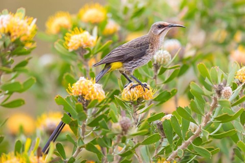 Cape sugarbird (Promerops cafer), Harold Porter National Botanical Gardens, Betty's Bay, Western