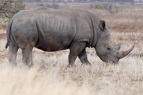 Southern white rhinoceros (Ceratotherium simum simum), adult male feeding on dry grass, foraging,