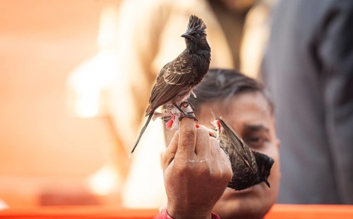 Hajo, India. 15 January 2024. Bird owners hold red-vented bulbuls before fighting during a