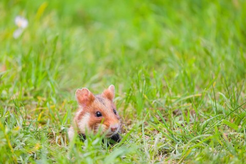 A European hamster (Cricetus cricetus), Eurasian hamster, black-bellied hamster or common hamster,