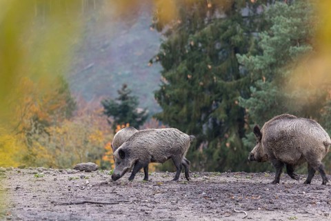 A group of wild boar or wild pig (Sus scrofa), walking over an opening in early morning light,