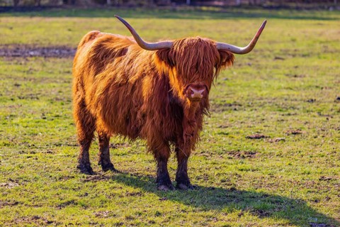 One Highland cow (Bos (primigenius) taurus) stands on a meadow