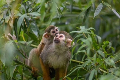 One female Central American squirrel monkey, Saimiri oerstedii, carrying her baby. Green vegetation