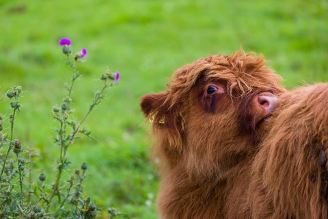 Portrait of a Highland calf (Bos primigenius taurus)