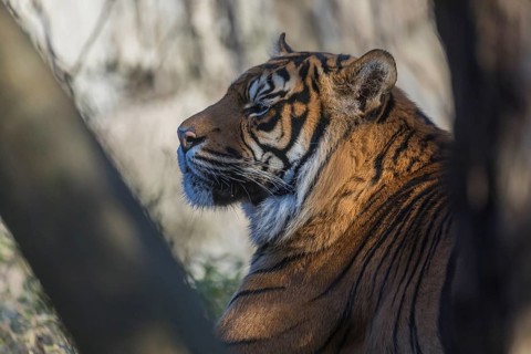 One Sumatran tiger (Panthera tigris sondaica, syn. Panthera tigris sumatrae) resting in dense