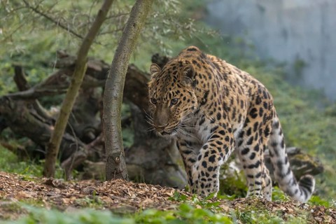 One Amur leopard (Panthera pardus orientalis) walking through green vegetation