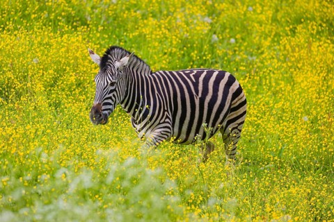 Chapman's zebra (Equus quagga chapmani) grazing on a yellow flowering meadow