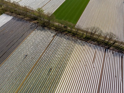 Wesel, North Rhine-Westphalia, Germany, Harvest workers from Eastern Europe harvest the first